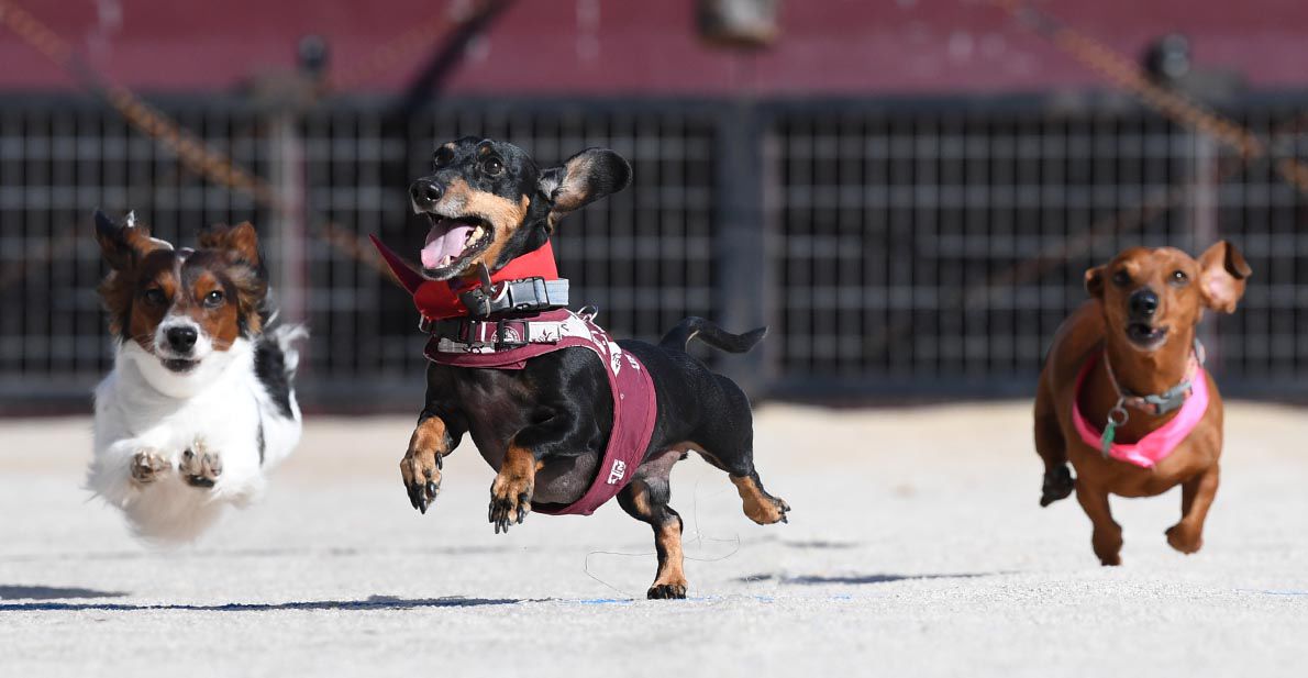 Weiner Fest 2017 37.jpg